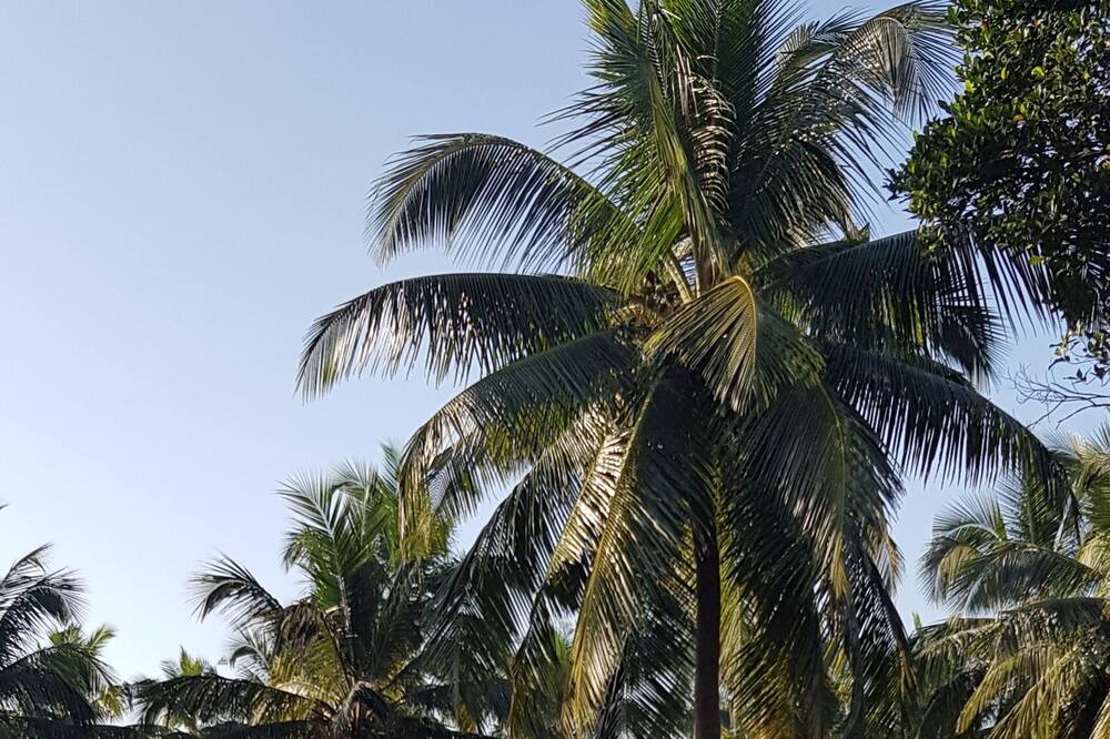 Photo of Outdoor in Reis Magos