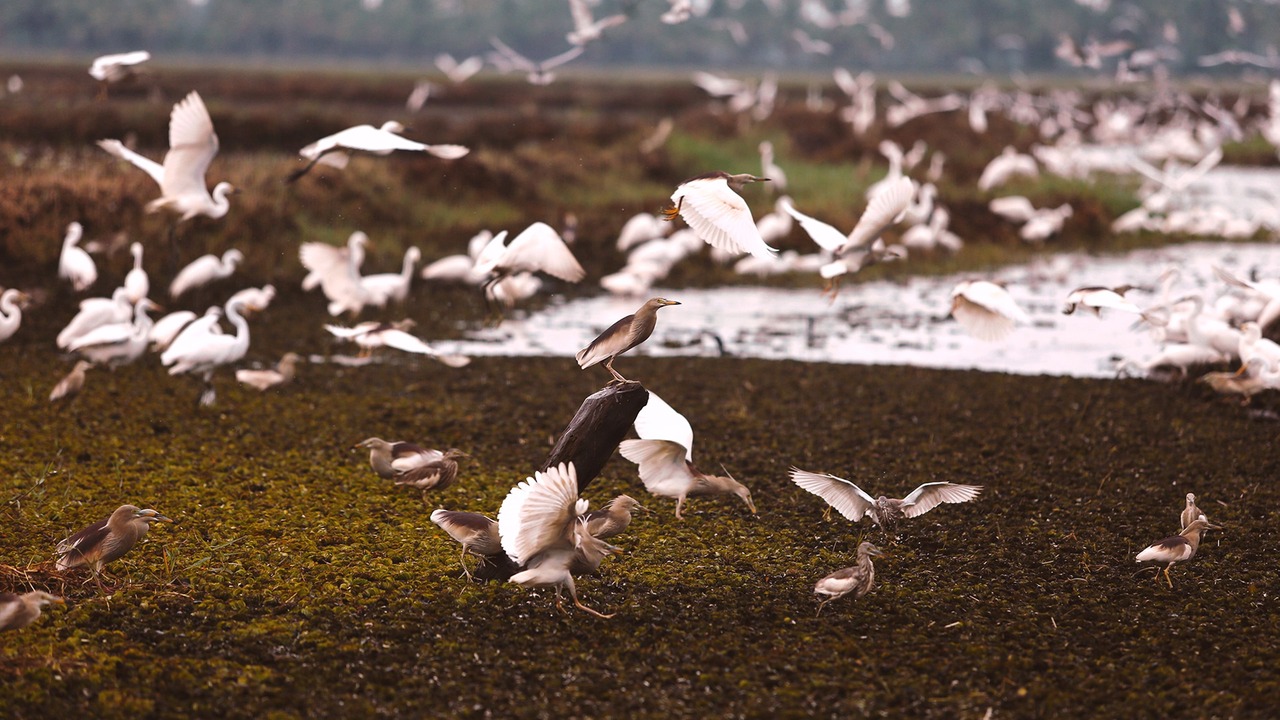 Photo of Outdoor in Kumarakom