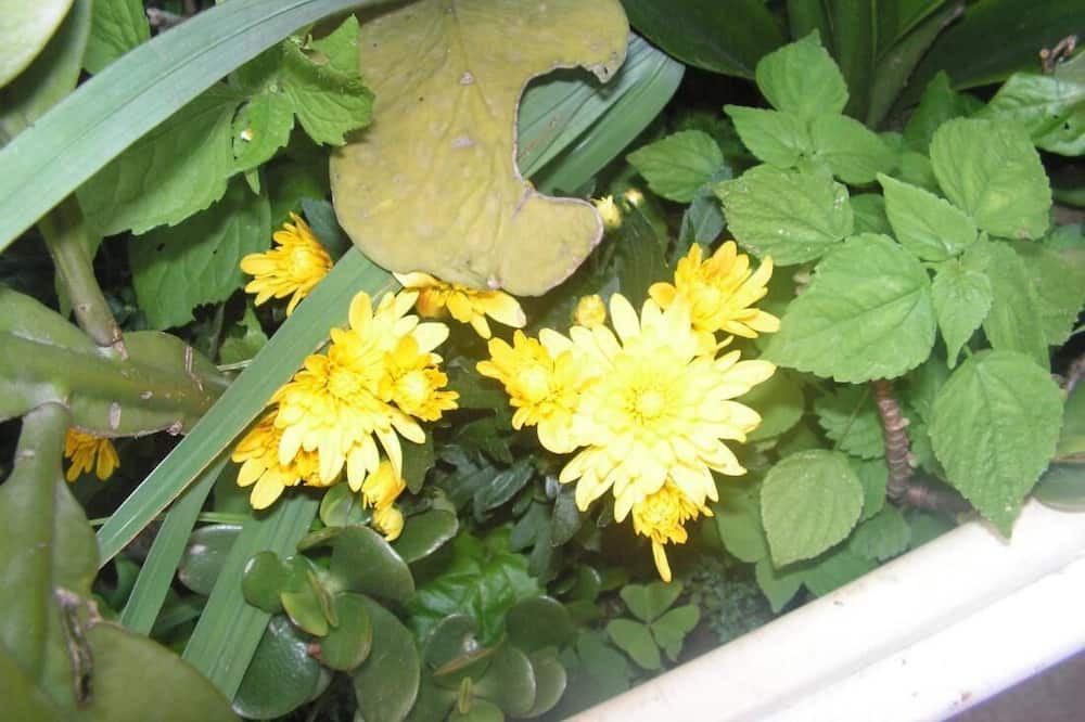 Photo of Outdoor in Laitumkhrah