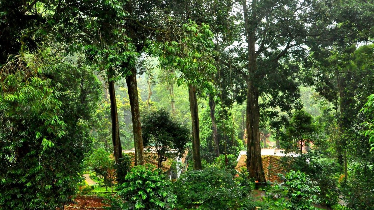 Photo of Outdoor in Munnar