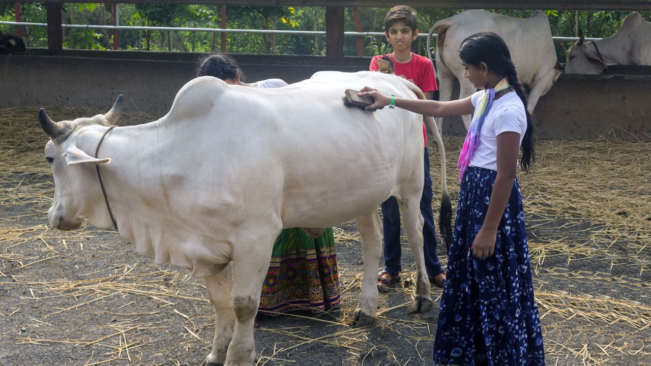 Photo of Others in Vada