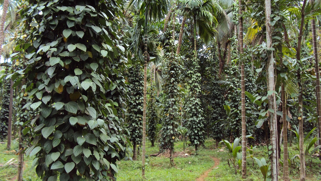 Photo of Outdoor in Cormonem