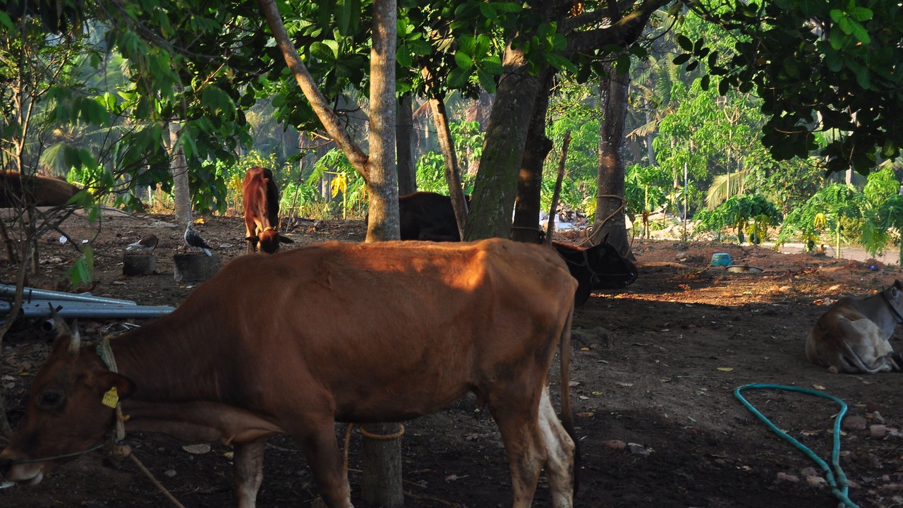Photo of Outdoor in Nedumangad