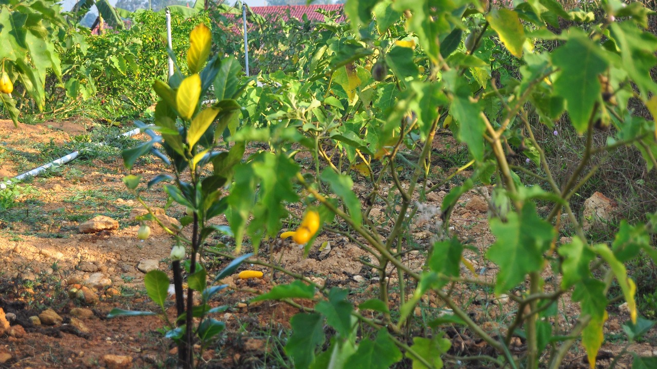 Photo of Outdoor in Nedumangad