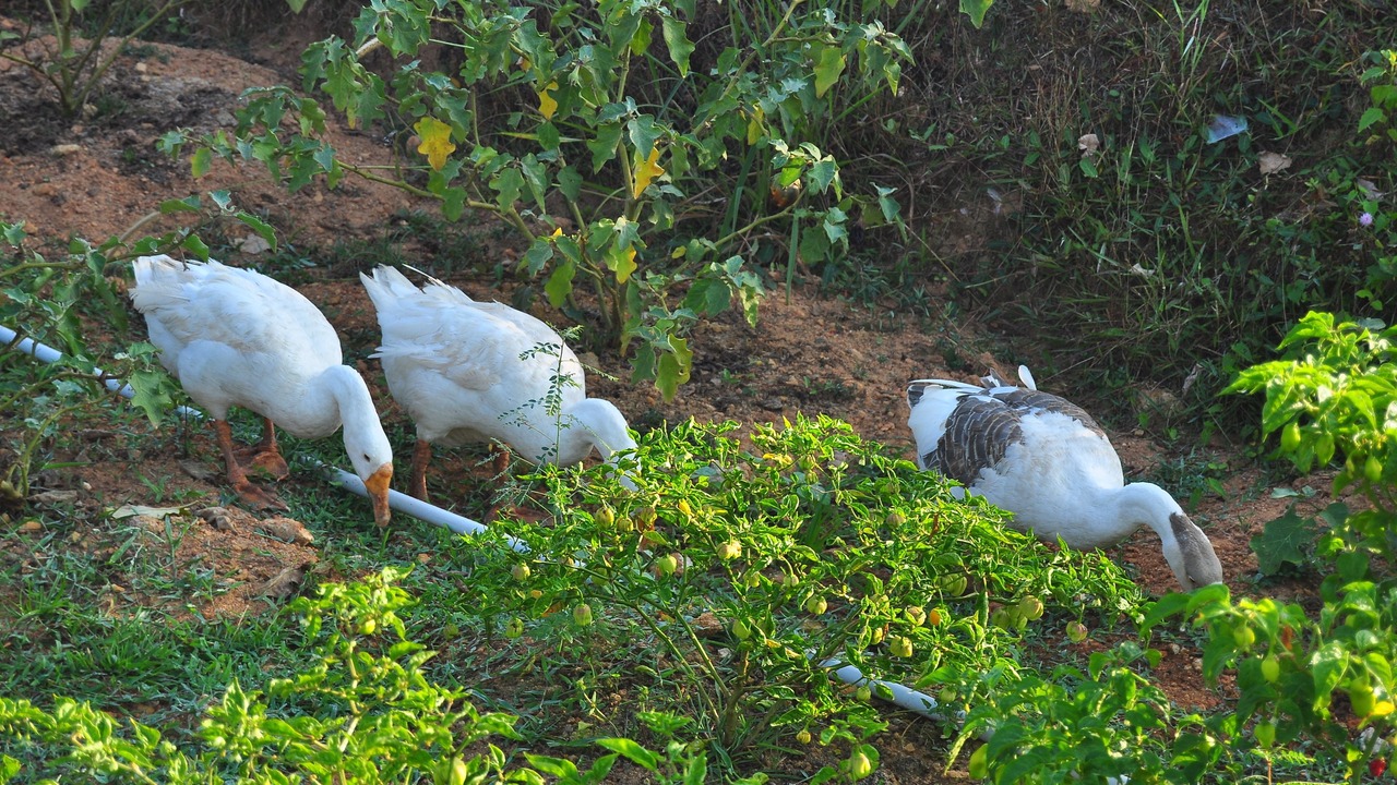 Photo of Outdoor in Nedumangad