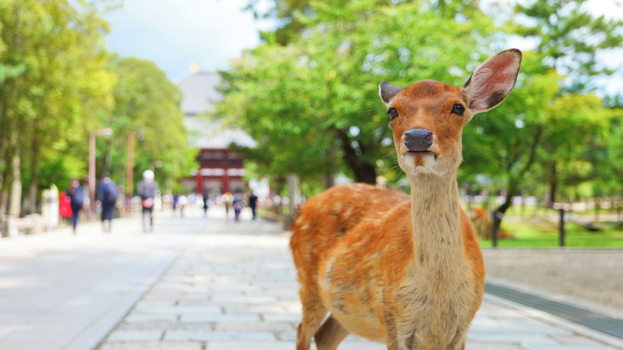 Photo of Others in Higashi-osaka