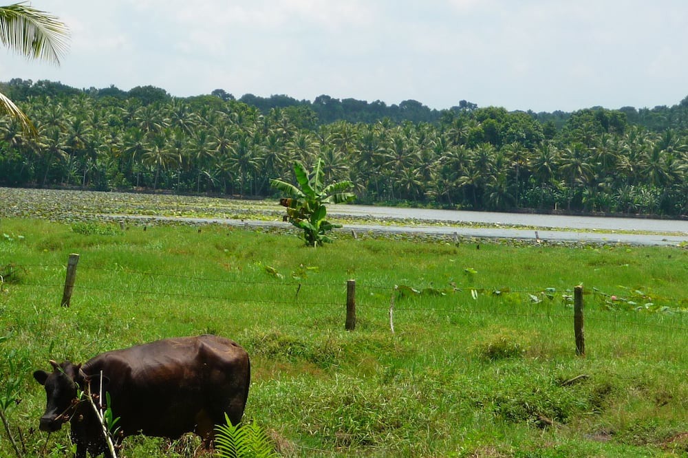 Photo of Outdoor in Venganoor