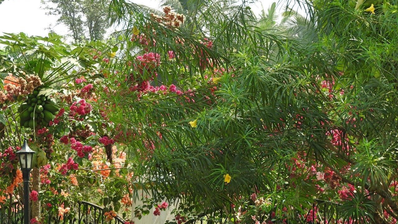 Photo of Outdoor in Betalbatim