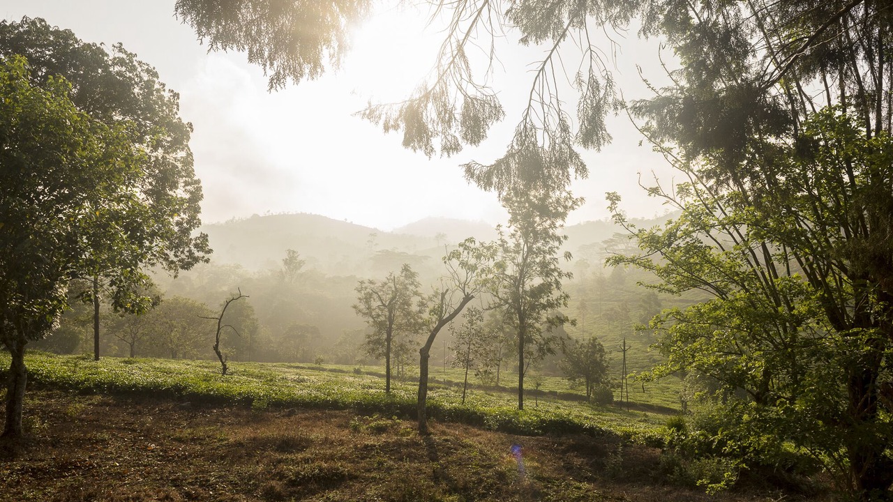 Photo of Outdoor in Kuttikkanam