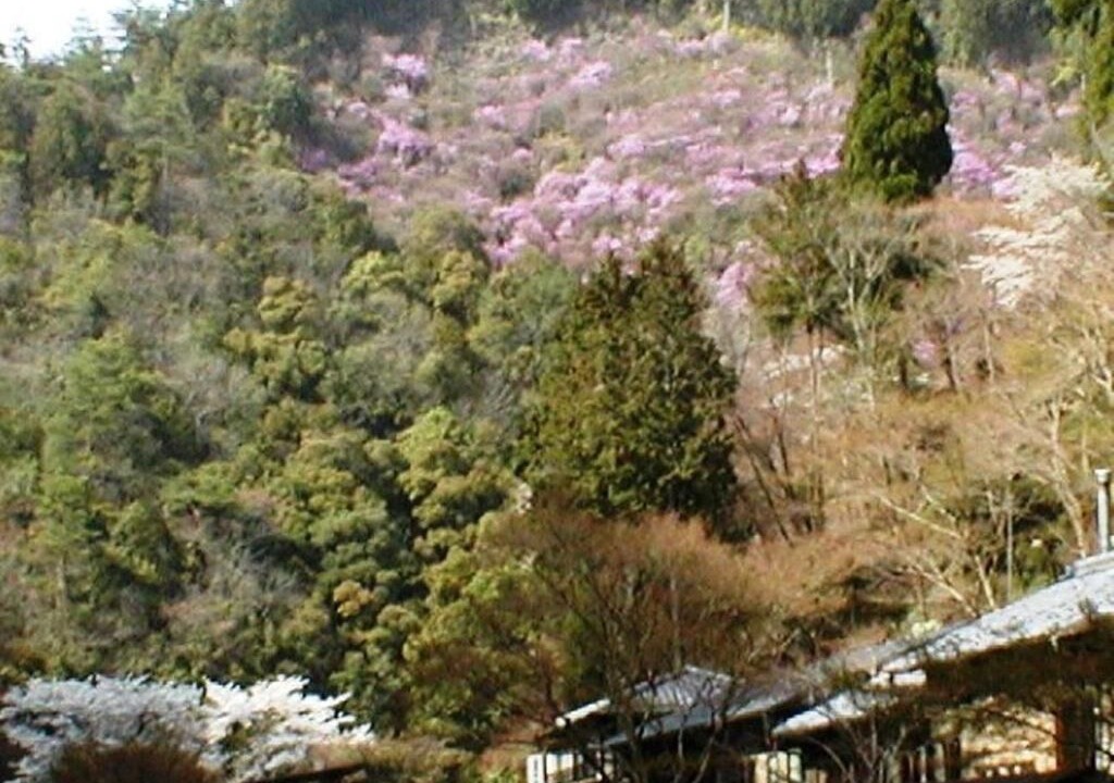 Photo of Outdoor in Ukyo Ward