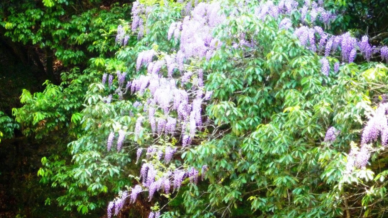 Photo of Outdoor in Ukyo Ward