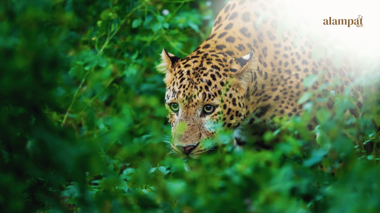 Photo of Others in Sariska