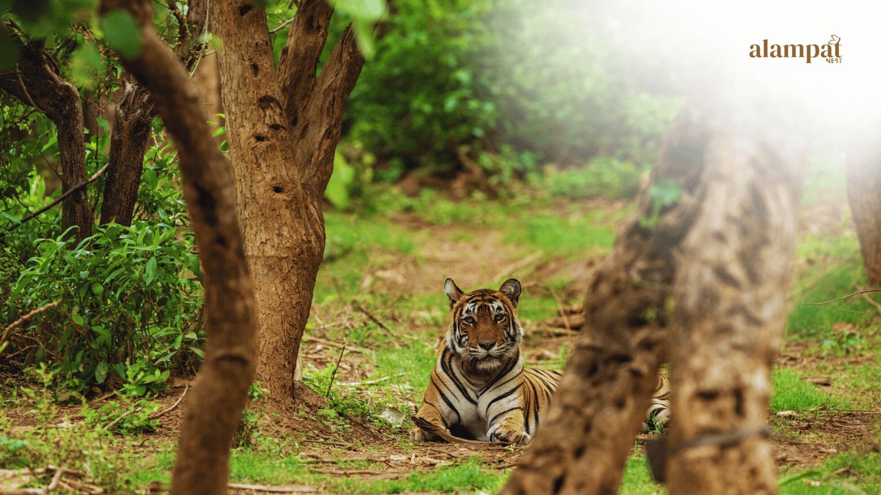 Photo of Others in Sariska