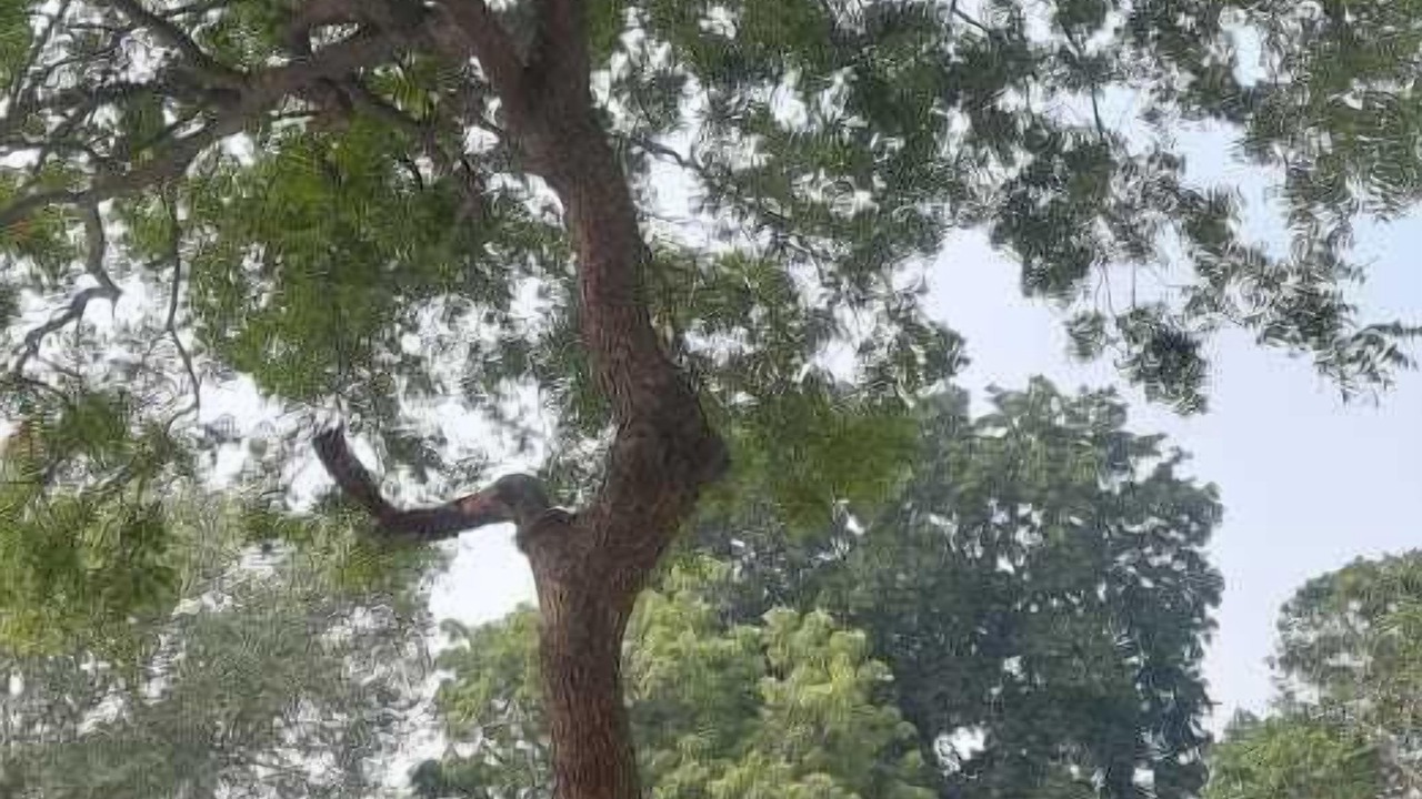 Photo of Others in Ayodhya
