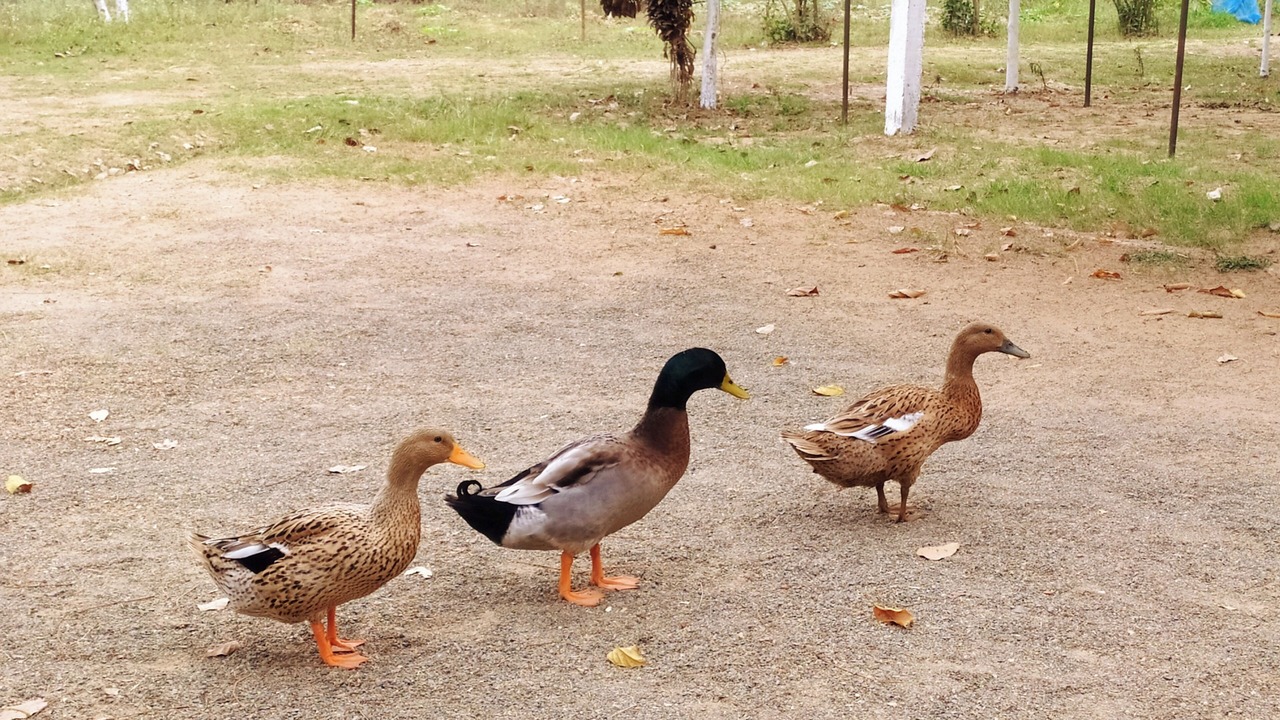 Photo of Outdoor in Kendrapara