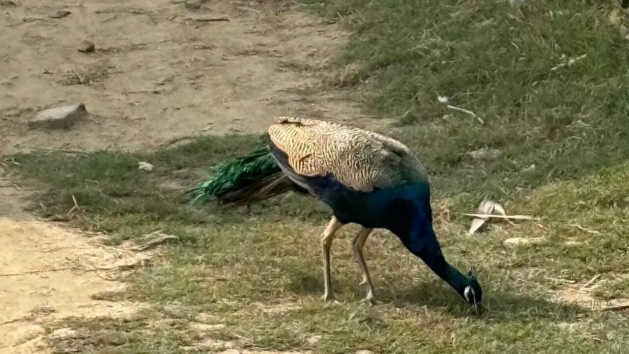 Photo of Outdoor in Faizabad