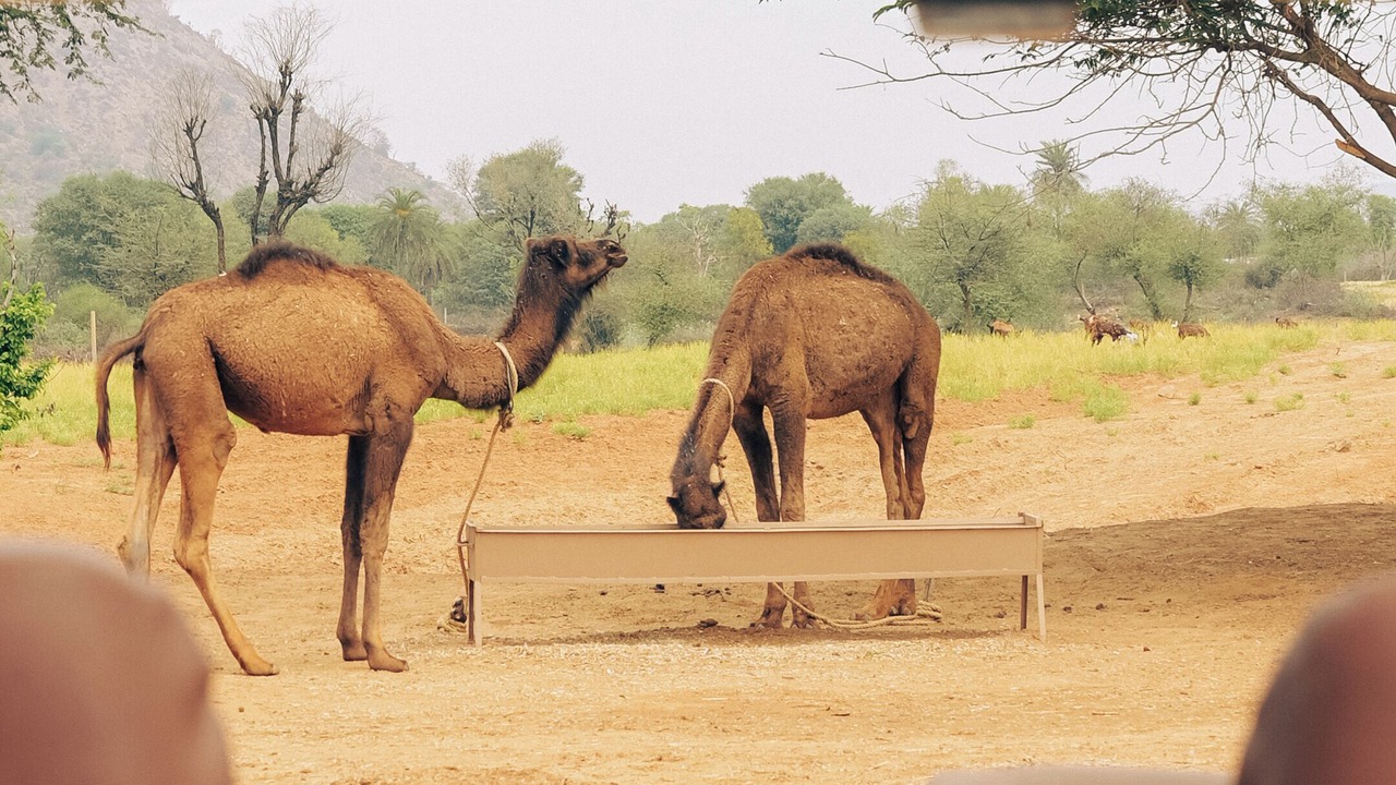 Photo of Others in Jamwa Ramgarh
