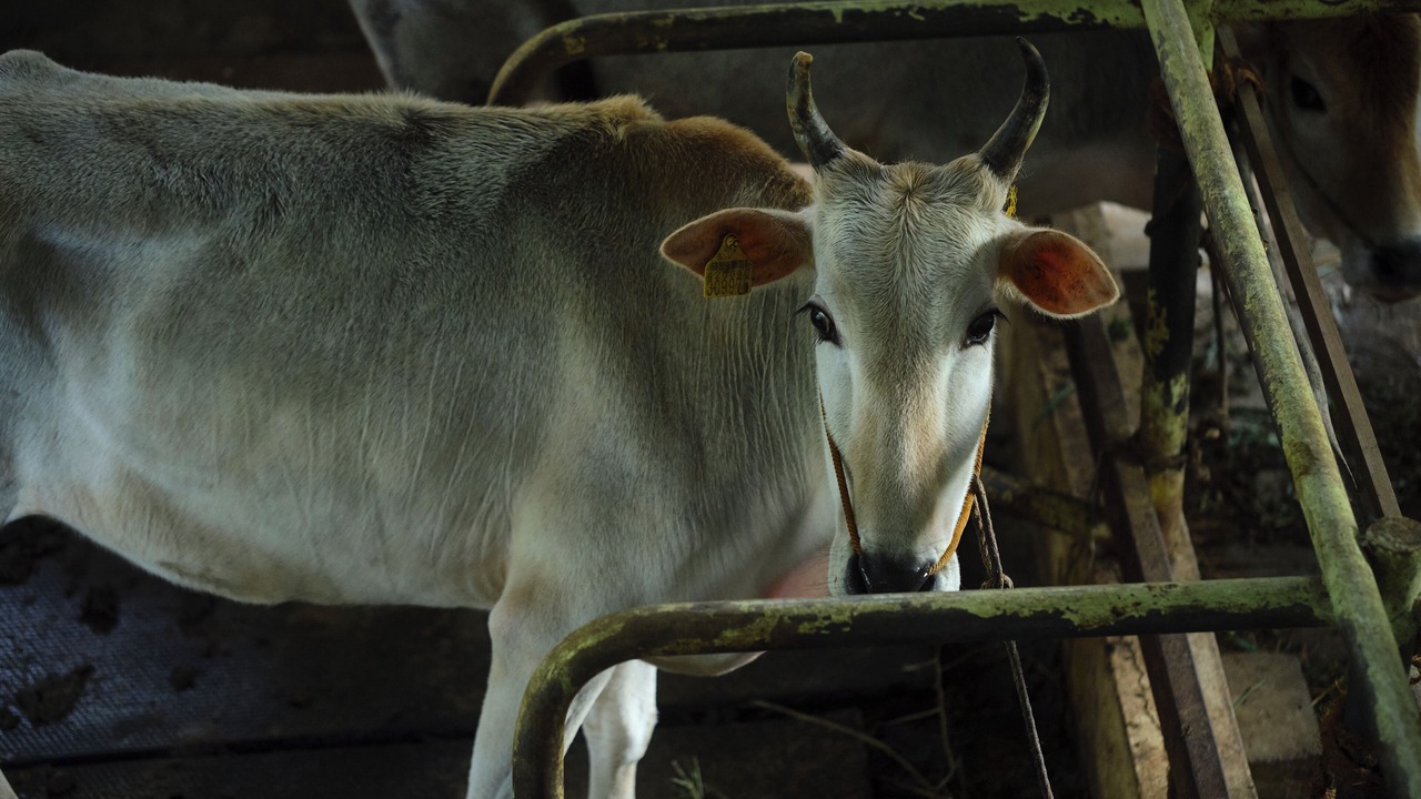 Photo of Others in Elappara