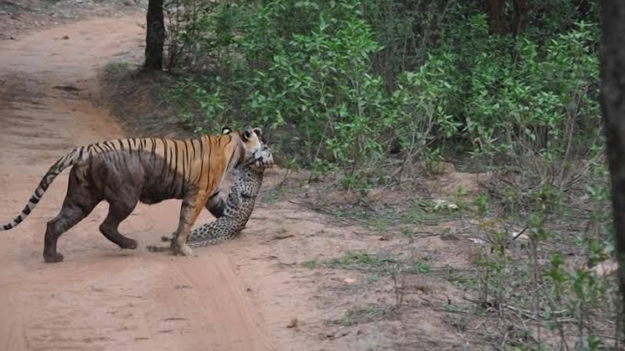 Photo of Others in Sariska