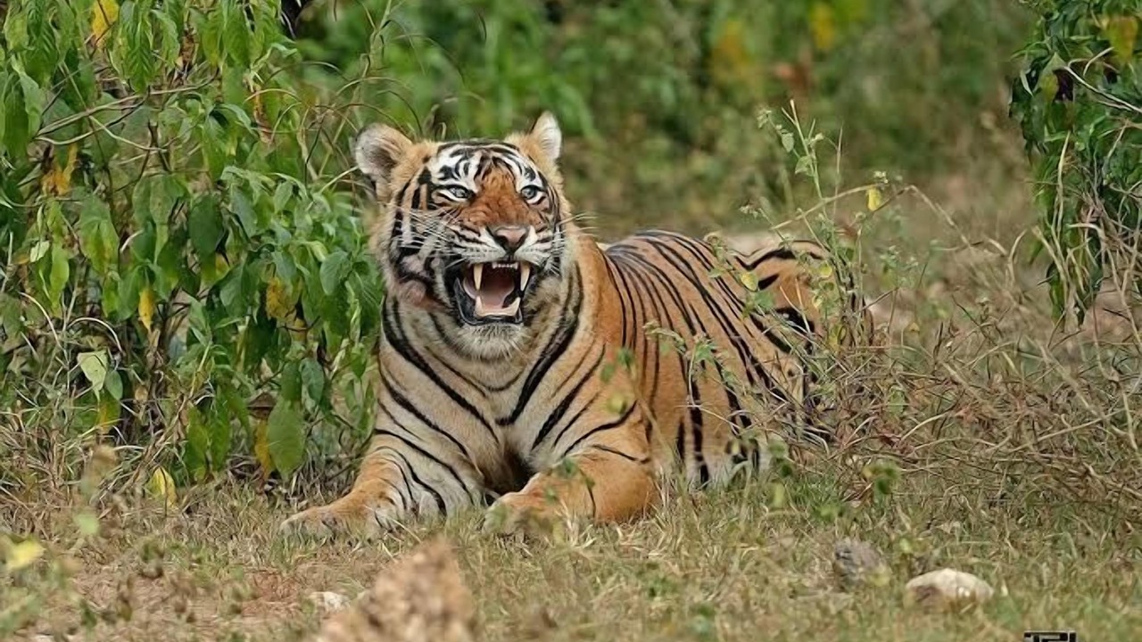 Photo of Others in Sariska