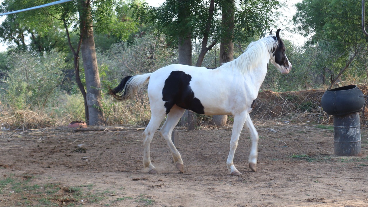 Photo of Outdoor in Jamwa Ramgarh