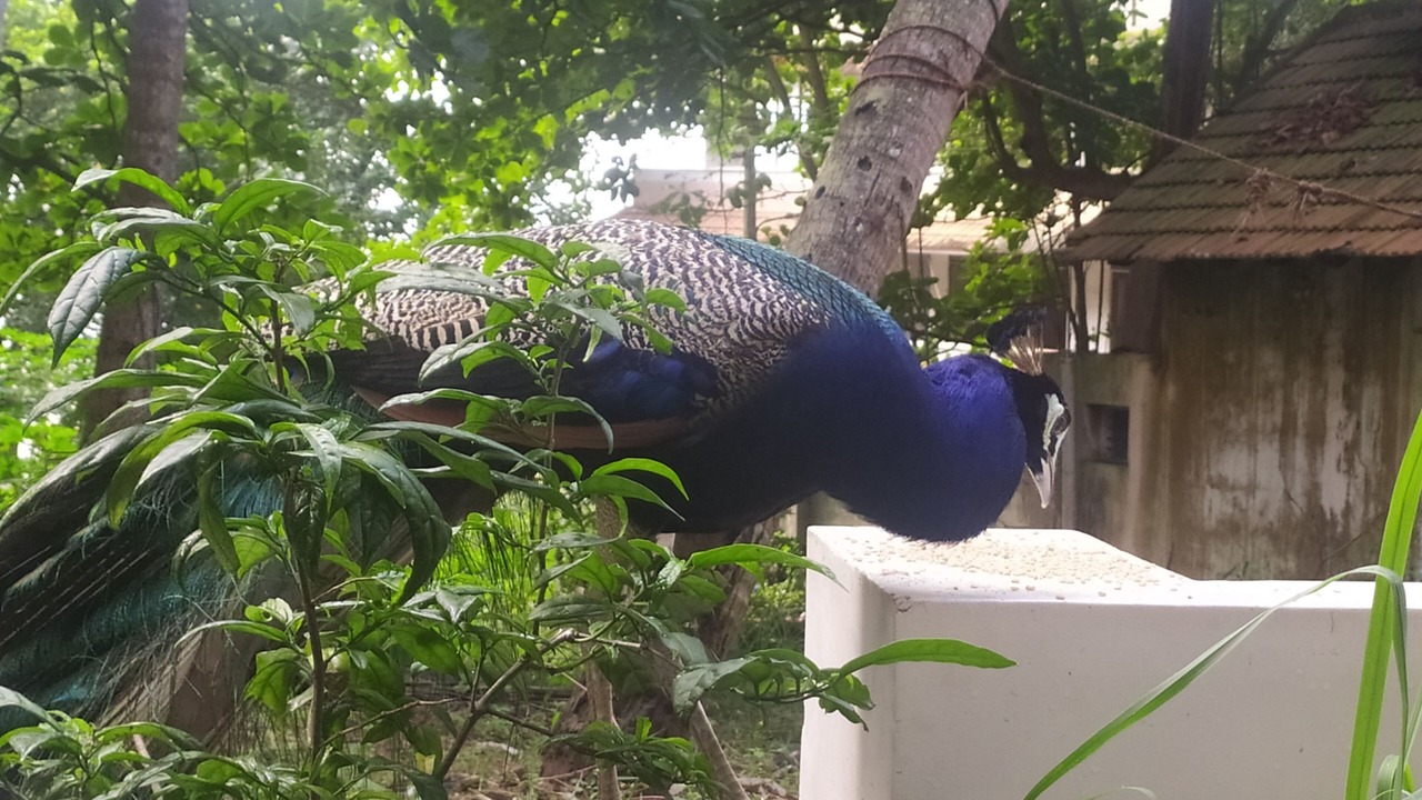 Photo of Outdoor in Thiruvananthapuram