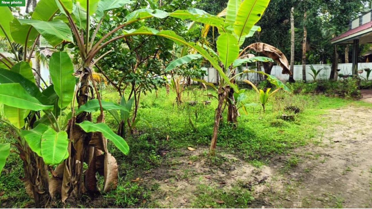 Photo of Outdoor in Pattanakkad