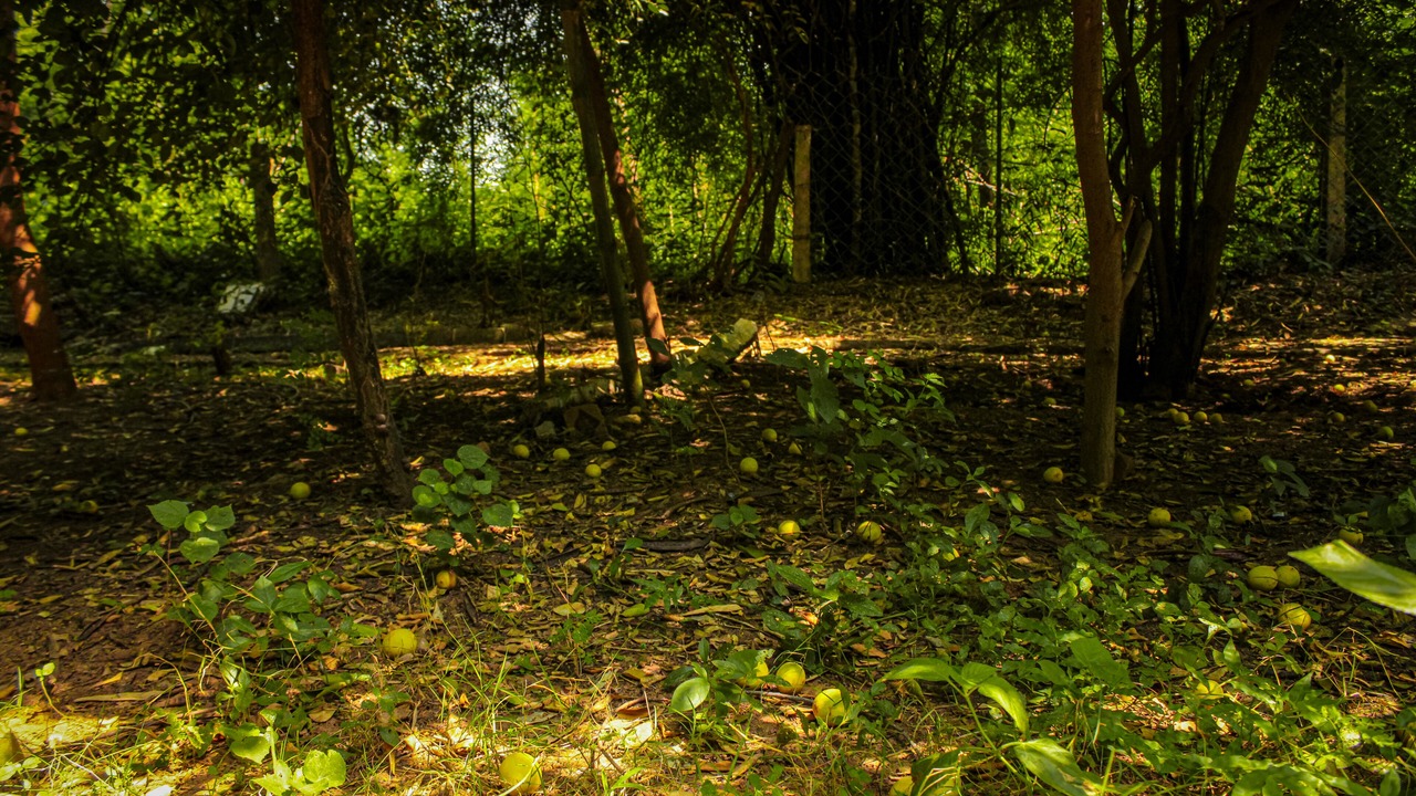 Photo of Outdoor in Panna