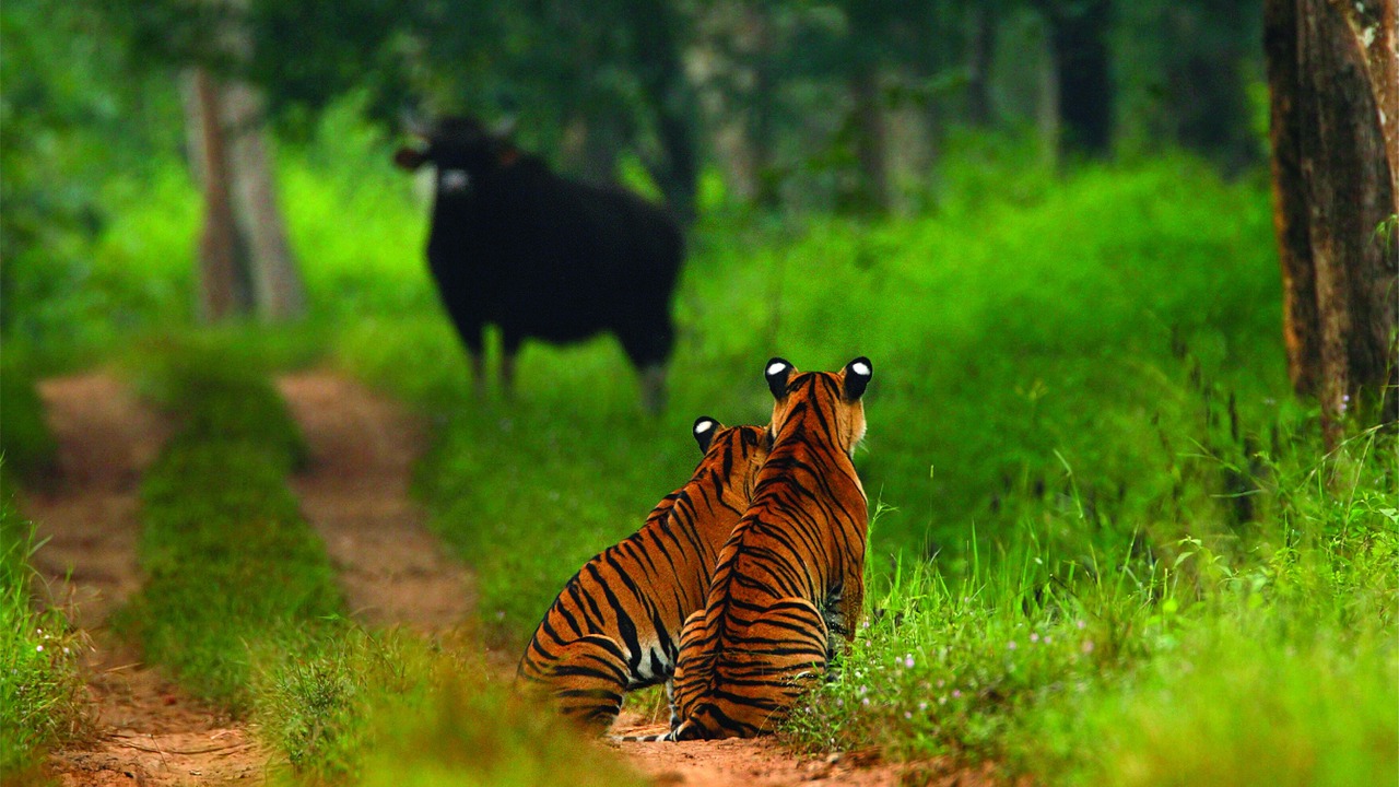 Photo of Outdoor in Bandipur
