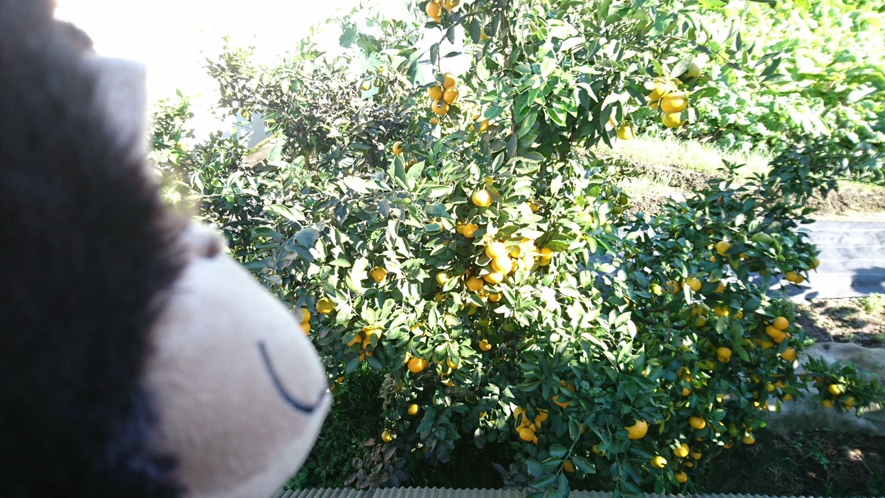 Photo of Outdoor in Sakyo Ward