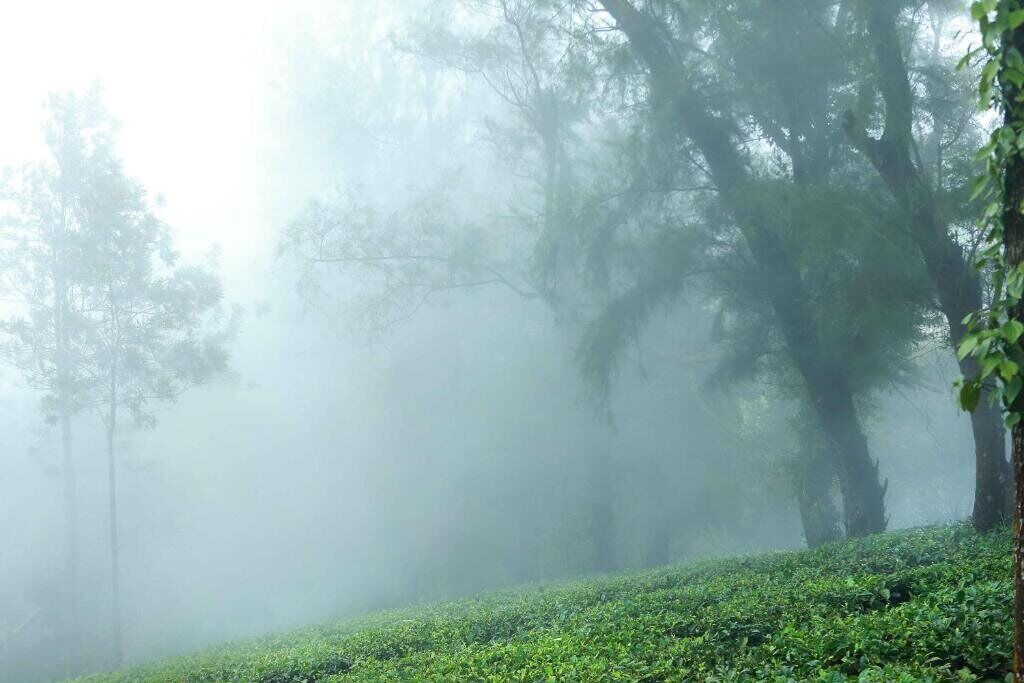 Photo of Outdoor in Kuttikkanam