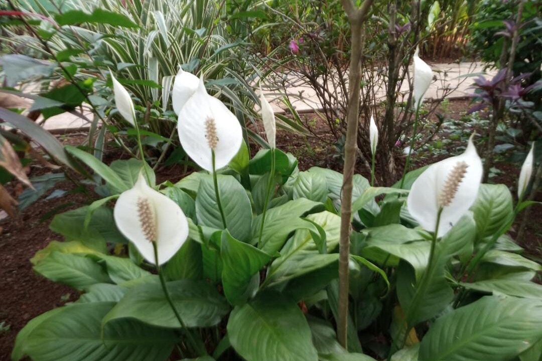 Photo of Outdoor in Colva