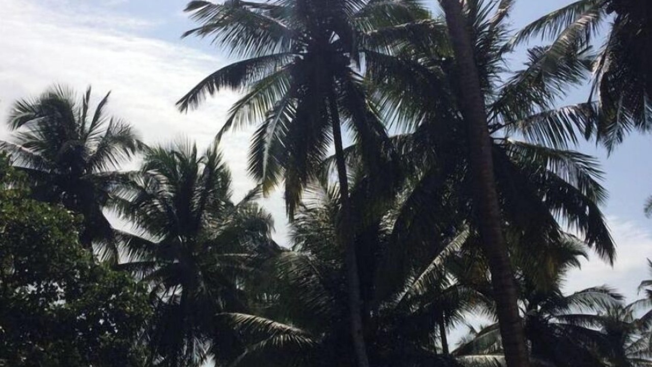 Photo of Outdoor in Mandrem