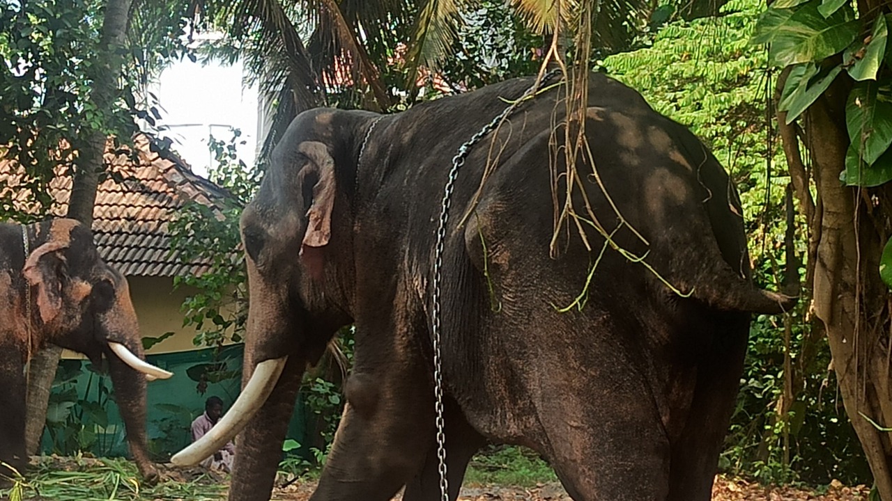 Photo of Outdoor in Kochi
