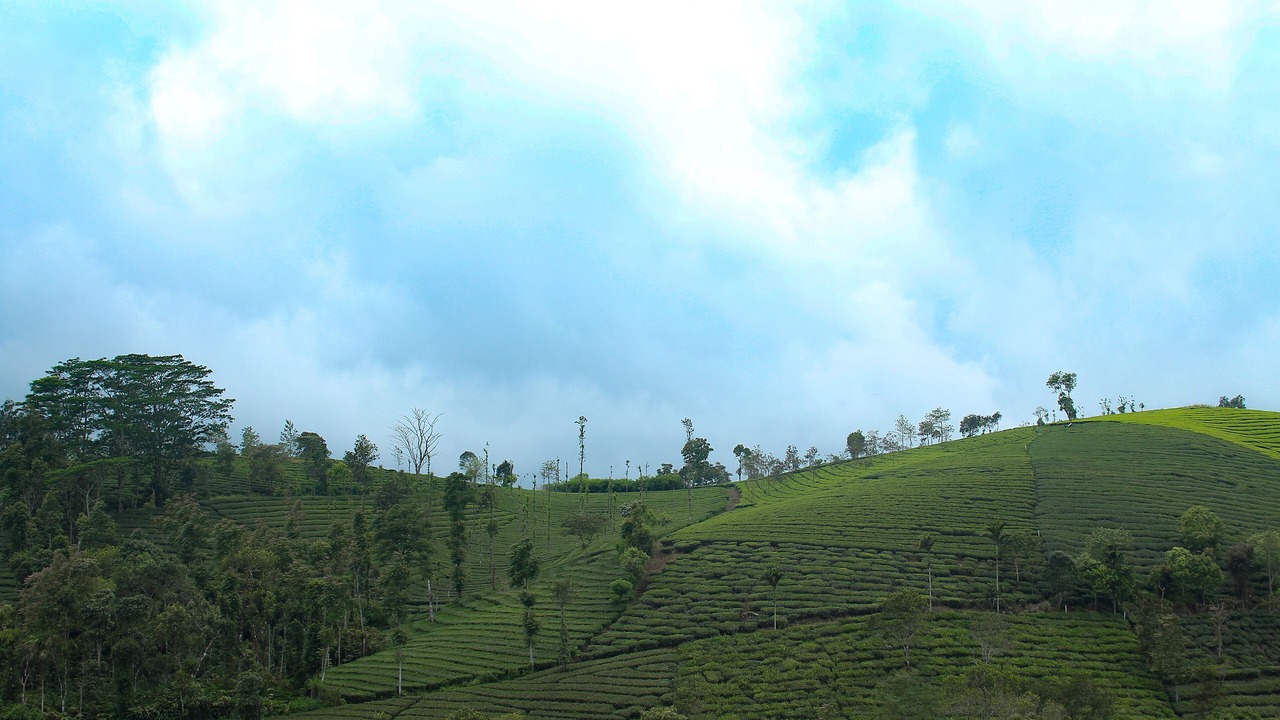 Photo of Others in Elappara
