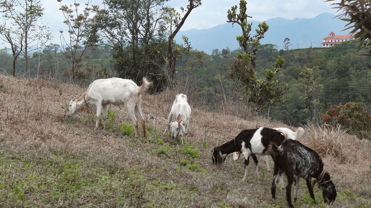 Photo of Outdoor in Elappara