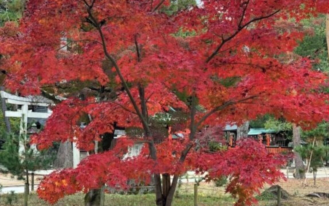 Photo of Outdoor in Kita Ward