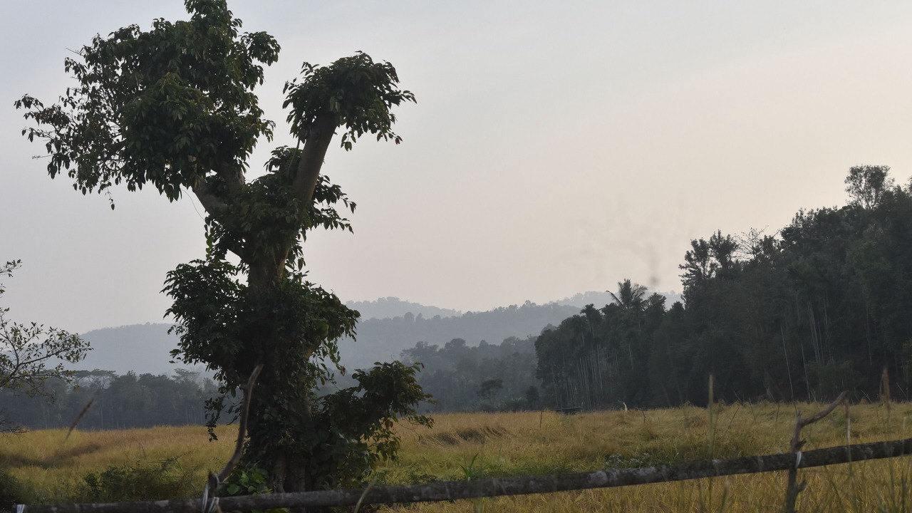 Photo of Outdoor in Mananthavady