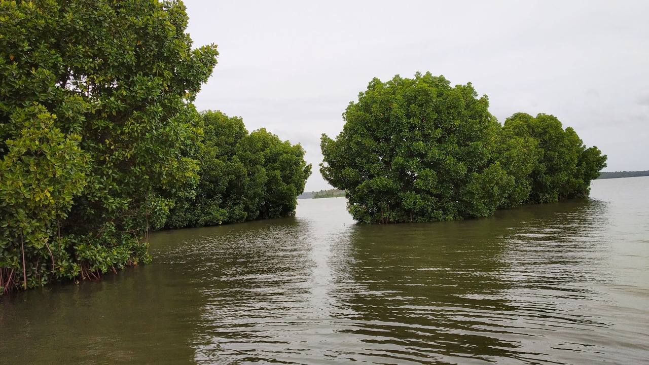Photo of Outdoor in Munroe Island
