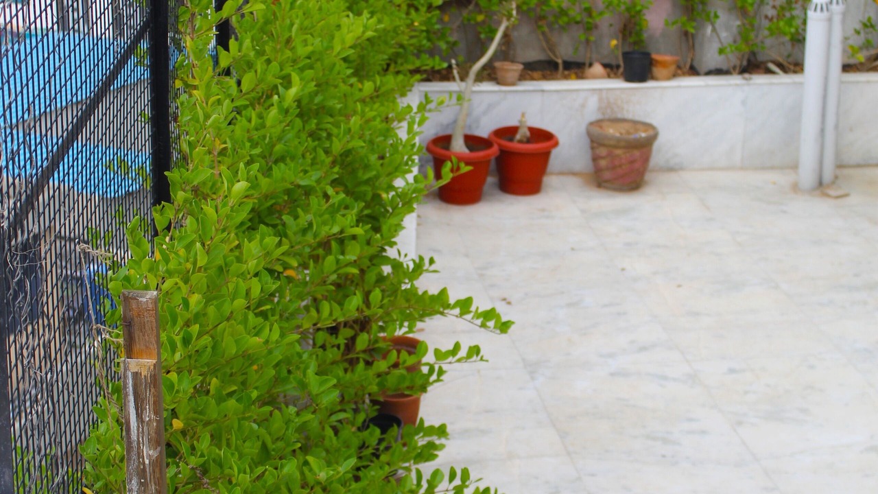 Photo of Outdoor in Pink City