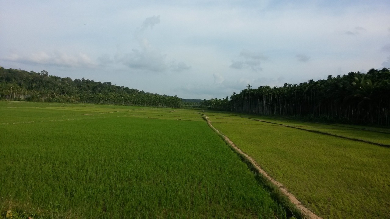 Photo of Others in Panamaram