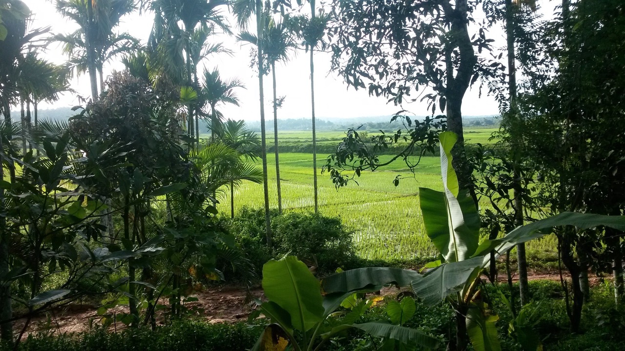 Photo of Outdoor in Panamaram