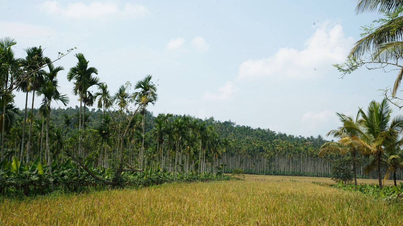 Photo of Outdoor in Panamaram
