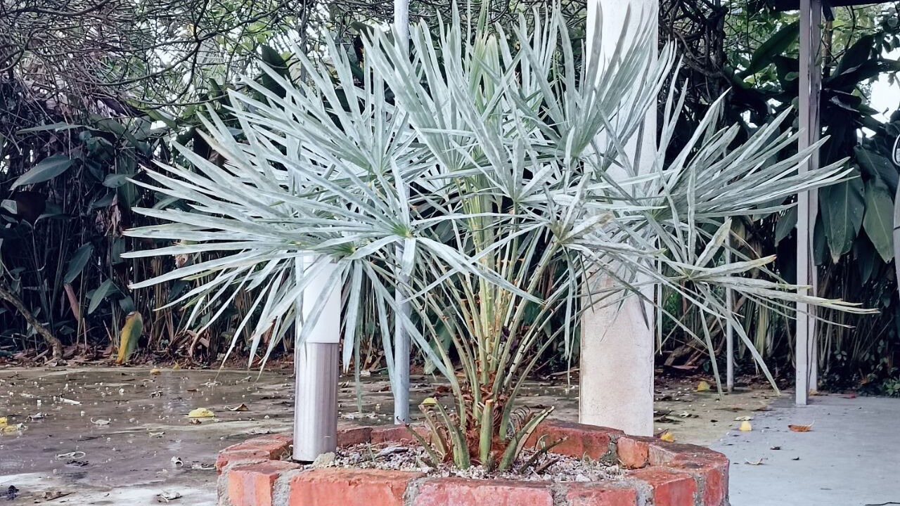 Photo of Outdoor in Dato Abu Bakar Baginda