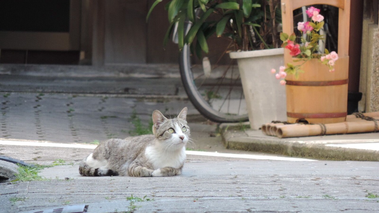 Photo of Others in Sannenzaka Ninenzaka