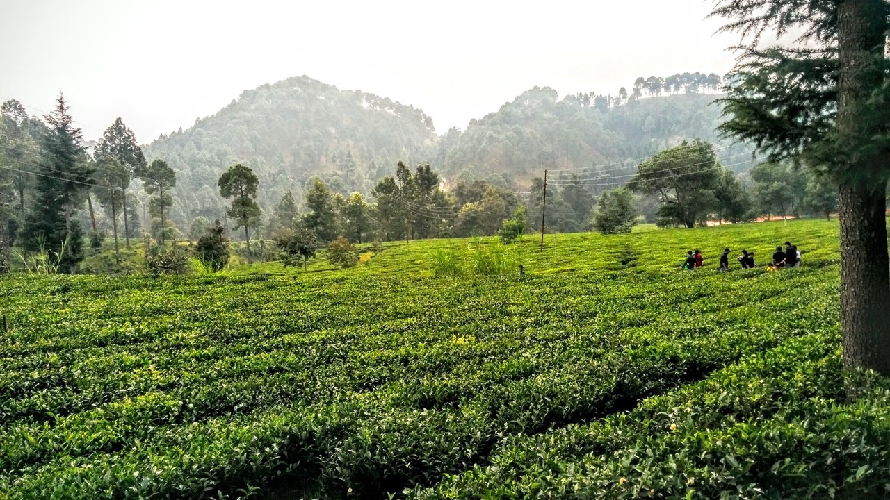 Photo of Outdoor in Bhowali