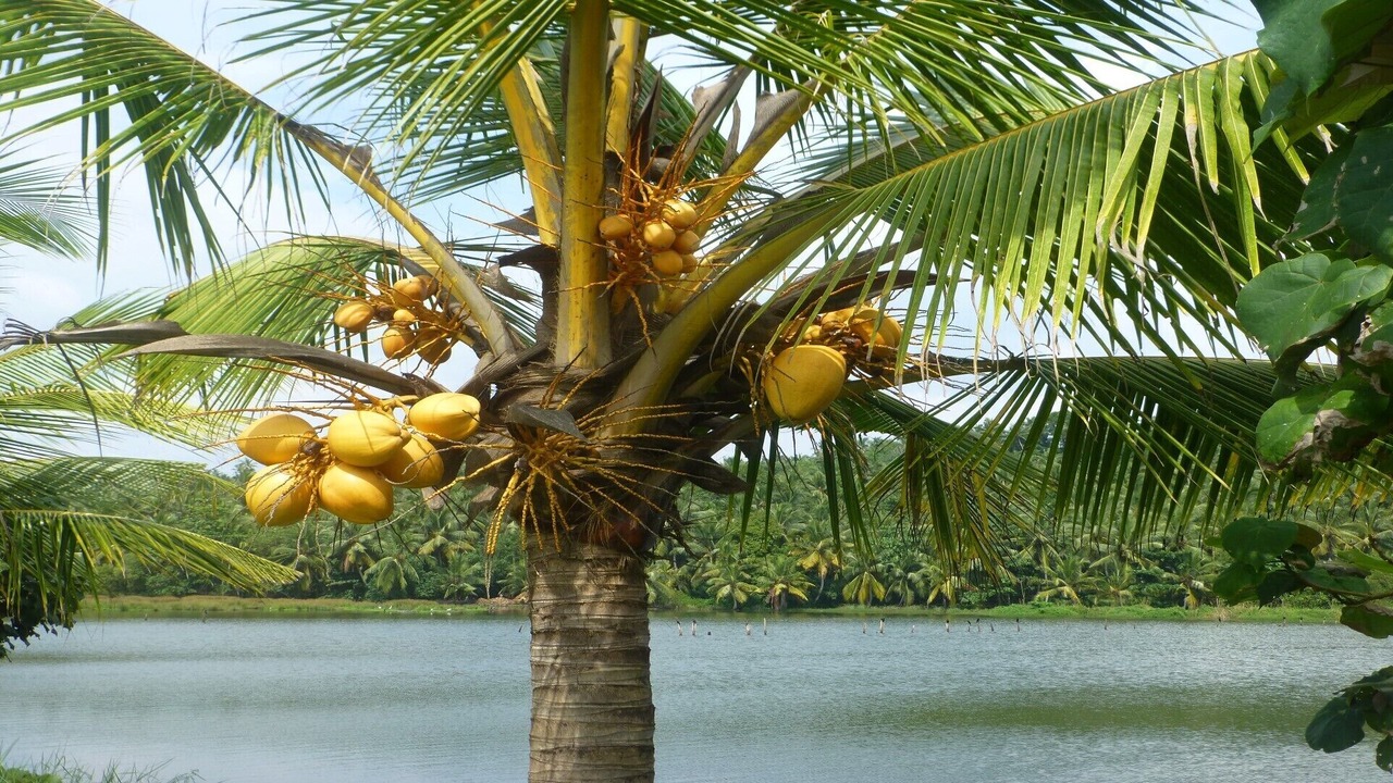Photo of Outdoor in Kovalam
