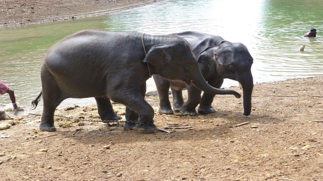 Photo of Others in Kovalam