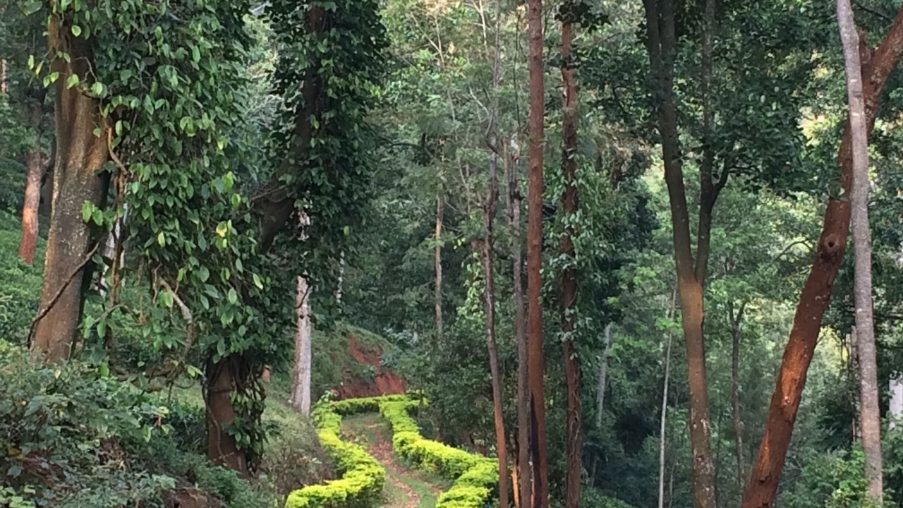 Photo of Others in Coonoor