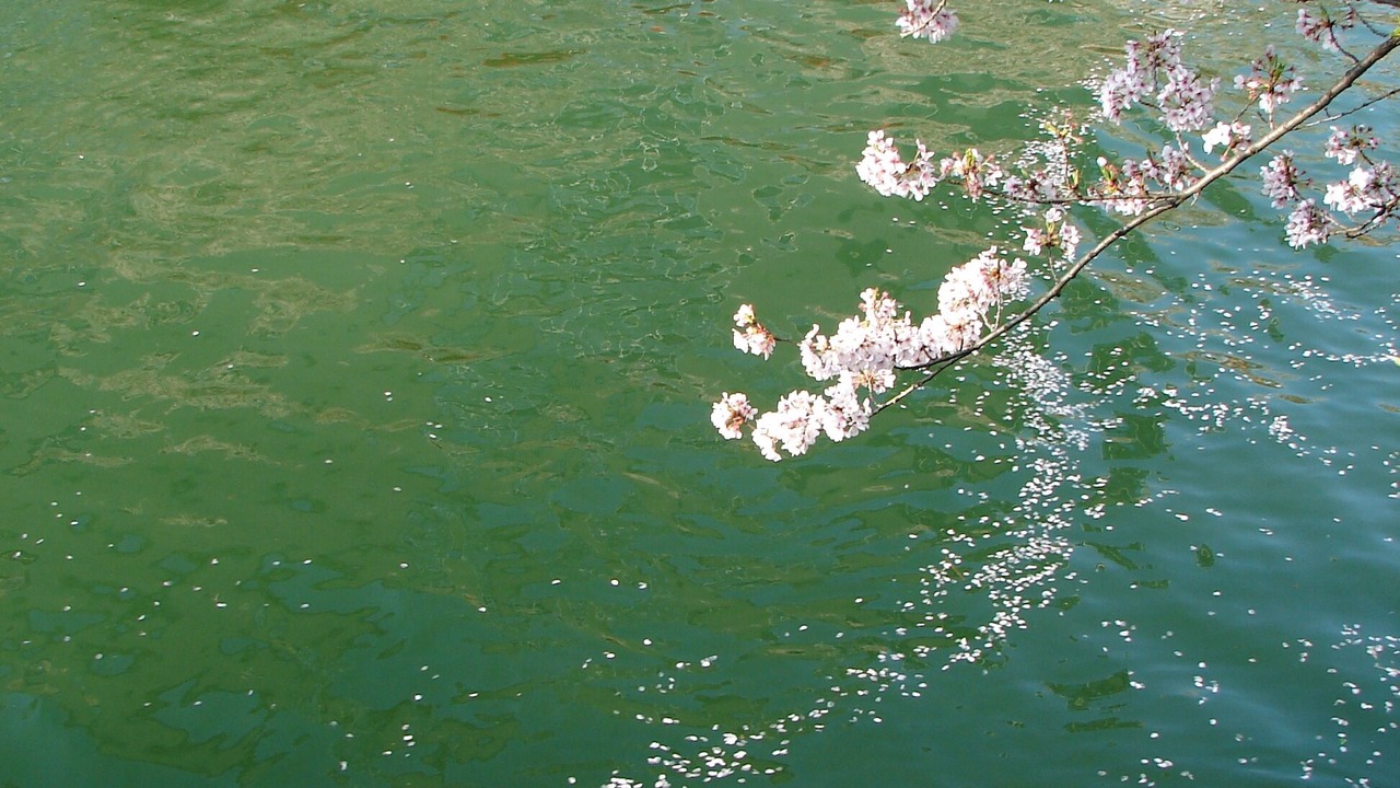 Photo of Others in Horiikecho